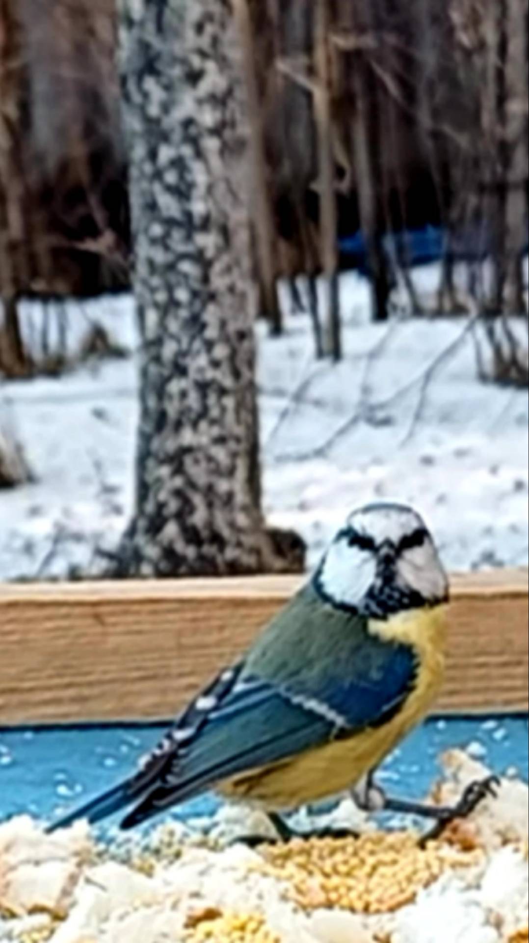 Синица Лазоревка смотреть онлайн