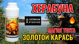 Рыбалка на Херабуну в августе. Тесто "Золотой Карась" DEMONIO FISHING.