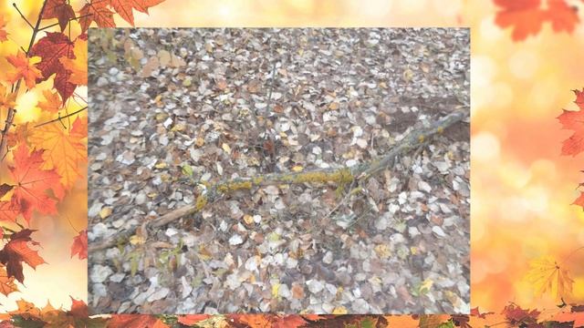 На излёте осени