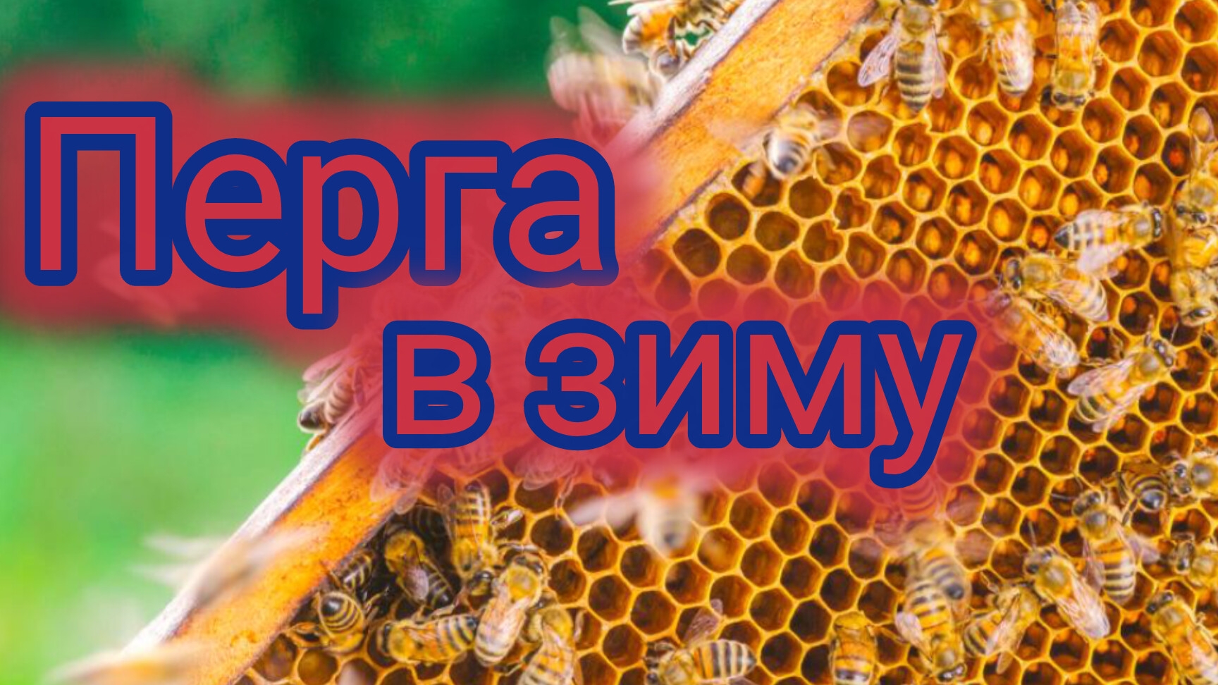 Перга в зиму 🐝