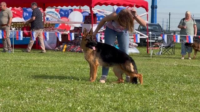 16 ОП Frosten Rusland ORIAN №129. Главная выставка немецких овчарок России 2025