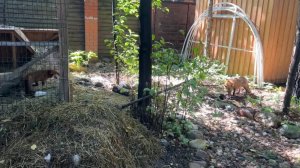 Лиса-Алиса. Общение через вольер