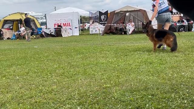 1 Отл. ОНЛИ из Белого Яра №355. Главная выставка немецких овчарок России 2025