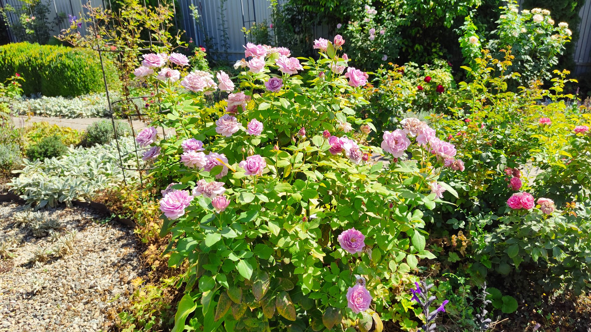 Солнечный день в южном саду под грустные мысли. 18.08.2025 г. Пятигорск. смотреть онлайн