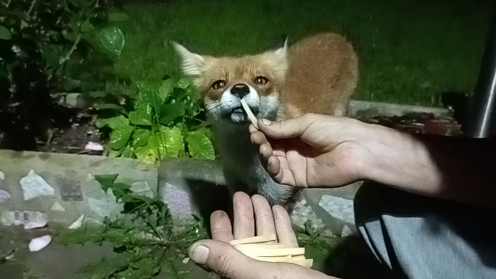 (1094) Цыца и поездка в Кострому. смотреть онлайн