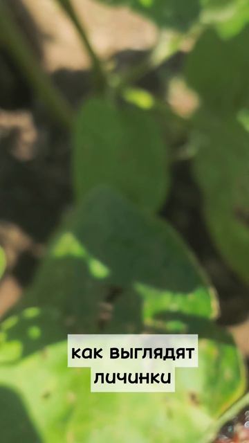 Как я боролась с колорадами | колорадский жук | ЧАСТЬ 1