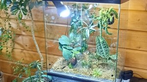 Флорариум в террариуме. Подарок мне на ДР.