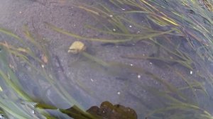 Рак-отшельник