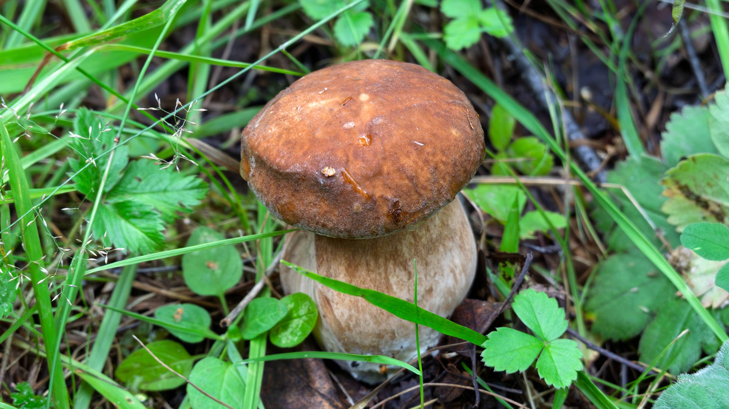 По грибы 2025! Белые грибы, подосиновики и маслята!