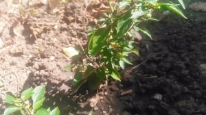 Острый перец Август