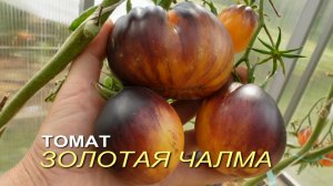 Томат ЗОЛОТАЯ ЧАЛМА. Обзор сортов ТОМАТОВ!