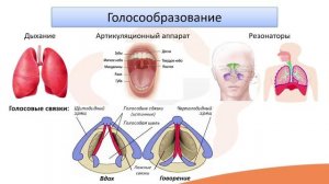 Видео-лекция №14.2  Строение дыхательной системы