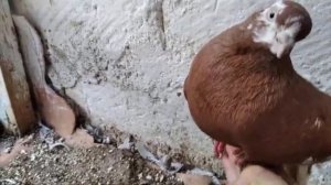 в конце убили голубя