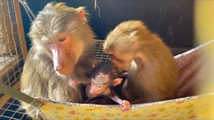 ДОЖДАЛИСЬ! Мама Лида стала доверять Анфисочку нашей Люсе, они вместе смотрят за малышкой)))