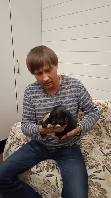 Русский Охотничий Спаниель.