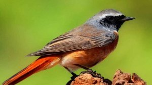 Звук природы. Пение птиц. Птицы. Природа. Птица Горихвостка-лысушка