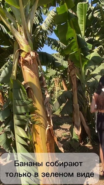 На банановом острове / Луксор / Египет смотреть онлайн