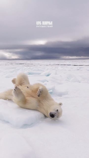 Когда слова из знаменитой песни оживают на  #Северномполюсе