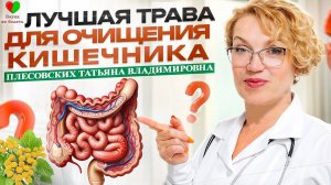 ТРАВА для ОЧИЩЕНИЯ КИШЕЧНИКА и НЕ ТОЛЬКО! - ПИЖМА ЗОЛОТАЯ - ЗОЛОТО ДЛЯ ЗДОЛРОВЬЯ! - ПЛЕСОВСКИХ Т.В.