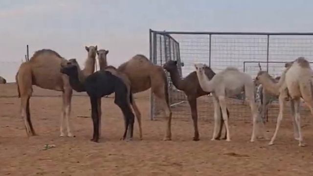 Знакомство с Верблюдами в пустыне 🐪 смотреть онлайн