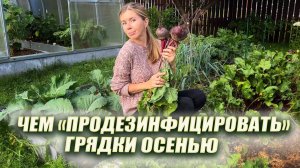 Чем обработать грядки осенью после сбора урожая