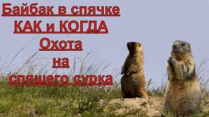Байбак в Спячке! КАК и КОГДА? Охота на спящего сурка.