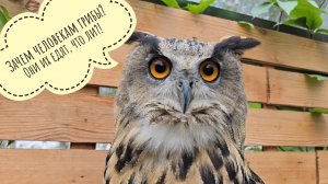 Пёс Кубик гуляет со своей рыбкой в пакетике. Я вернулась из леса слушать УГУ совы филина Ёлки