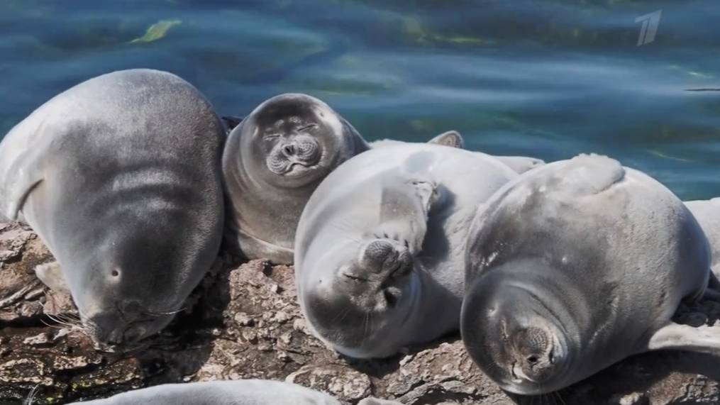 Байкальские нерпы.