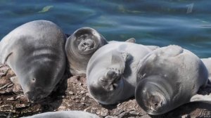 Байкальские нерпы.