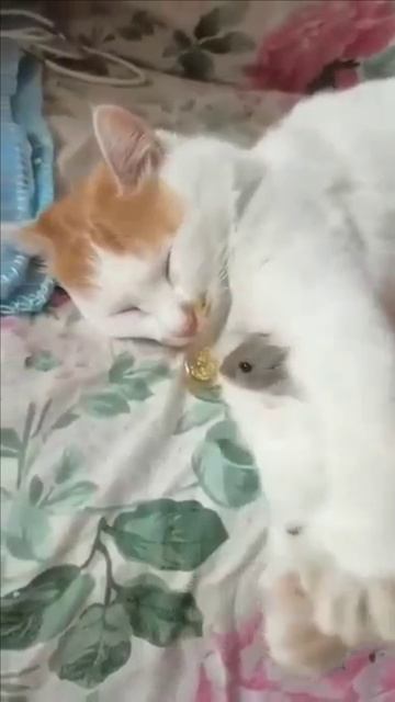 Кошка и мышка смотреть онлайн