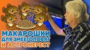 Аквариумные истории из ЭКЗОМЕНЮ (15.08.2025). Макарошки для змееголовят и астронерест [ПЕРЕЗАЛИВ].