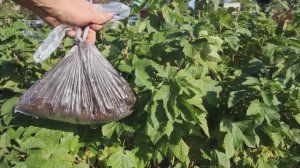 В конце сезона вношу это под смородину. Ягода следующего года поражает своим размером и количеством!