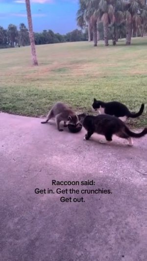 Никто не ожидал, что у него руки, а не лапы