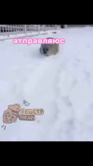 тюлень