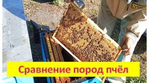 Битва пород😀-состояние пчелосемей после медосбора.