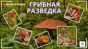 Грибная разведка 18 августа 2025. Кингисеппский район.