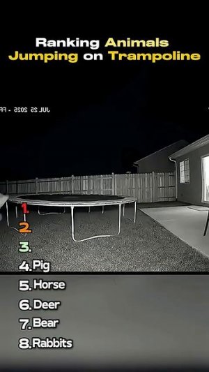 Животные прыгают на батуте