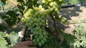 Жасмин, Кишмиш Сострадание, Рубиновый римский прививки