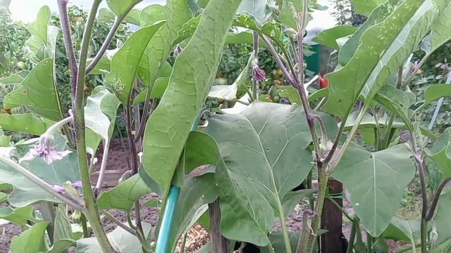 БАКЛАЖАНЫ В ОТКРЫТОМ ГРУНТЕ. смотреть онлайн