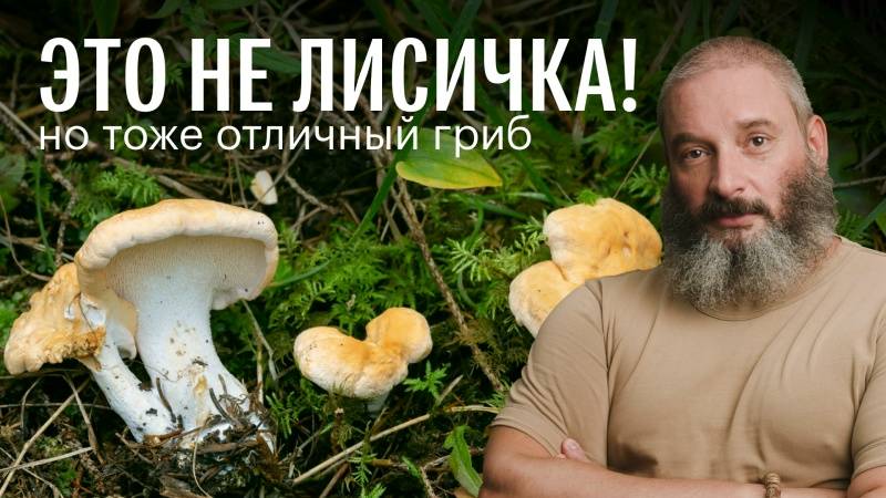 Ежовик желтый и другие грибы. Валуй — лучшая закуска. Мухомор краснеющий. Михаил Вишневский смотреть онлайн