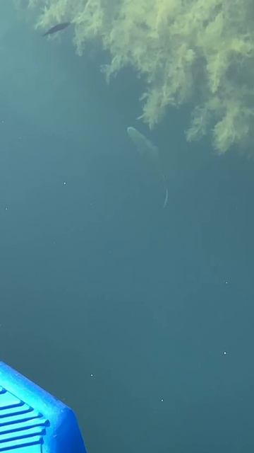 Лобан в Имеретинской марине. смотреть онлайн