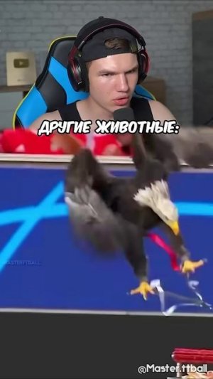 Другие Животные Против Последнего! 😹⚽ #shorts #шортс #футбол #животные #реакция #фонк #эдит #lisfox