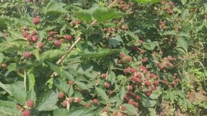 Ежевика Лохтей 3й сезон Июль