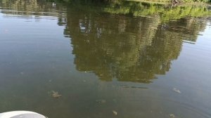 Рыбалка на " Беляевских карьерах". Окунь на спиннинг. Краснодарский край.