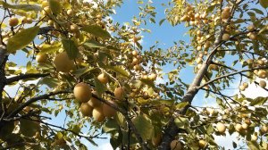 ДАЧА В ТРЕТЬЕЙ ДЕКАДЕ АВГУСТА 😍😍 😍 ЧТО РАСТЕТ НА ГРЯДКАХ И В ПАРНИКЕ? САЖАЕМ СИДЕРАТЫ  👍