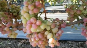 Виноград Эльдорадо (Кашич В.) и Купидон (Щенников О. Н.) 20.08.25г.виноградник Король В.Н.