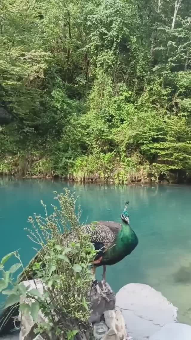 Абхазия, обстановка на Голубом озере сегодня (20 августа, ЛЕТО-2025) смотреть онлайн