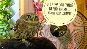Можно ли посадить грибы на грядках? Сыч Лучик на вентиляторе, сова Ёль наводит у себя утреннюю суету