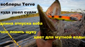 Куда ушел судак. Прямая лопата рулит. Цвет для мутной воды. Длина отпуска воблера.