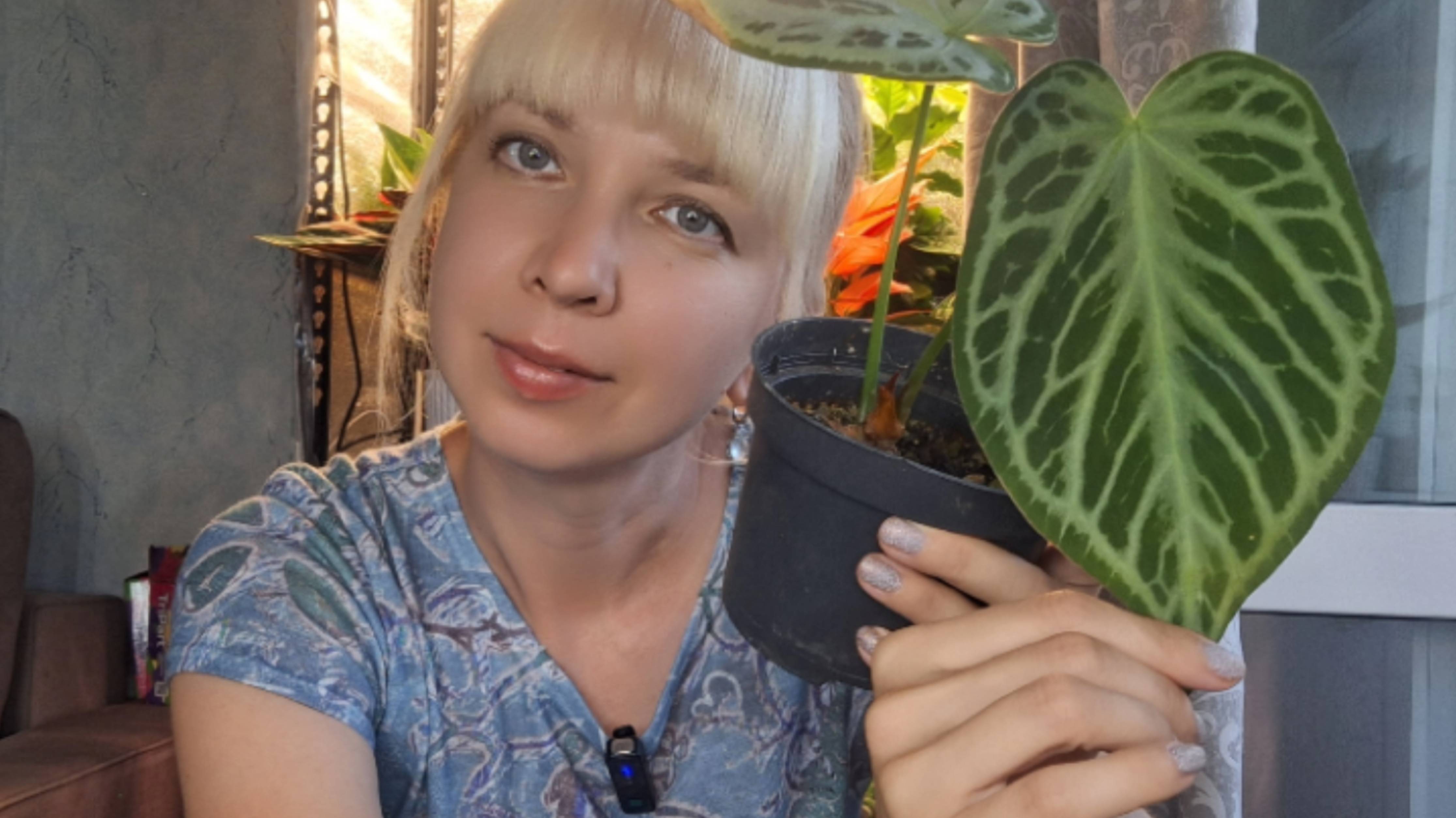 Моя новиночка, разделение антуриума смотреть онлайн